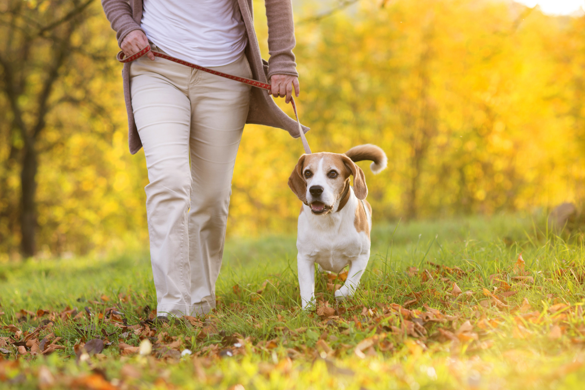 Dog friendly walking routes Braintree